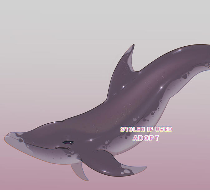 Rough-Toothed Dolphin Rough-Toothed Dolphin